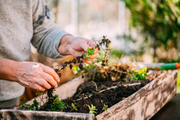 Plantation à l'aide de compost / istock photo